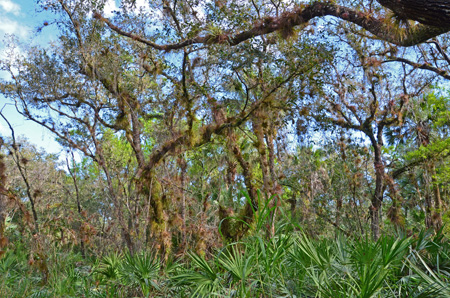 Oaks with tillandsias and palmettos