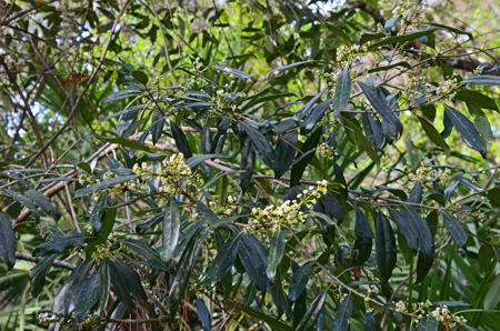 Cherry laurel