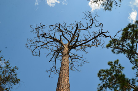 dead Slash pine, perhaps from lighting strike