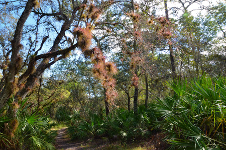 Oaks with tillandsias and palmettos