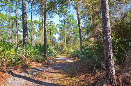 Trail with pines and palmettos