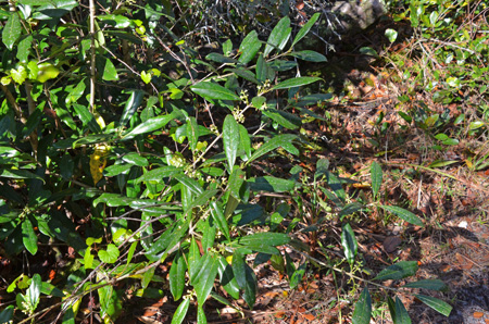 Sand live oak