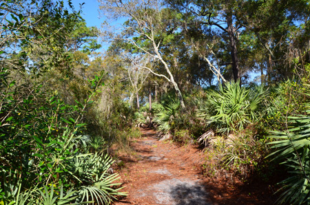 Trail with oaks, palmettos and pines