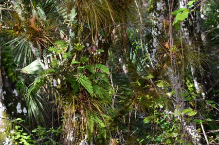 Resurrection ferns and tillandsias