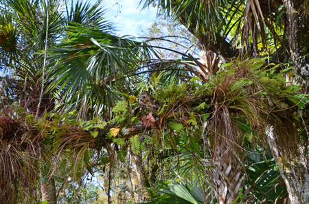 Resurrection ferns, tillandsias and Sabal palms