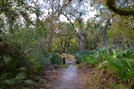 Trail bridge with oaks and palmettos