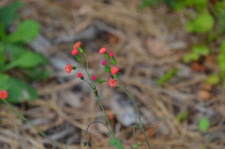 Florida tasselweed, aka Flora's paintbrush