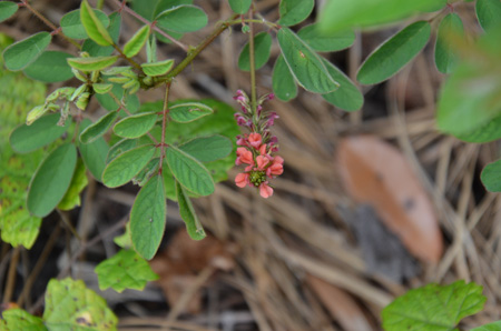 Creeping indigo, non-native/invasive