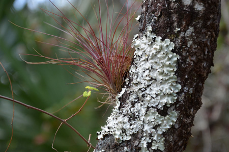 Tillandsia and lichen