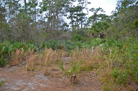 Palmettos and pines