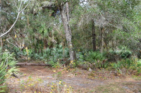 Trail with oaks and palmettos