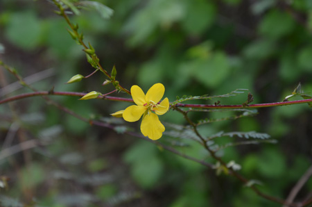 Partridge pea