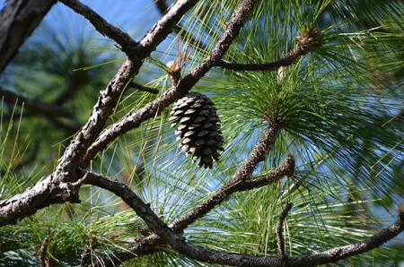 Slash pine with cone