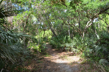 Trail with palmettos and oaks