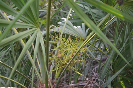 Palmetto with inflorescence