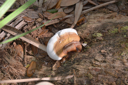 Turkey tail mushroom