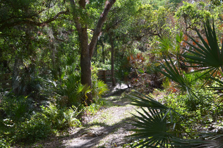 Trail with oaks and palmettos