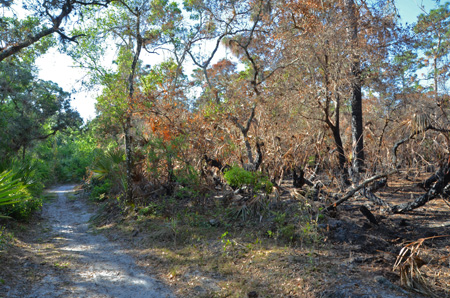 Trail with fire damage