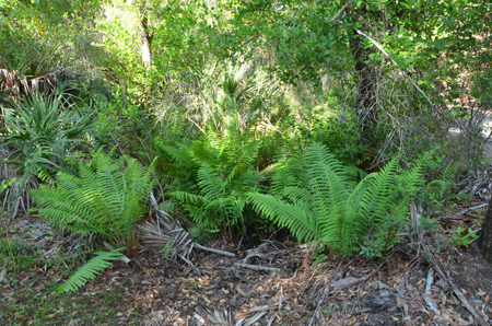 Southern shield ferns