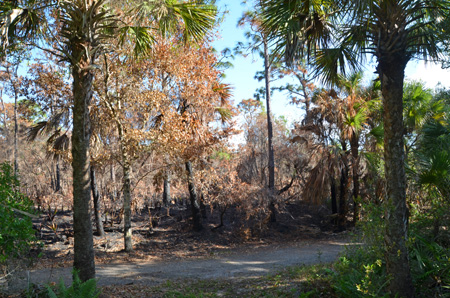 Trail with fire damage