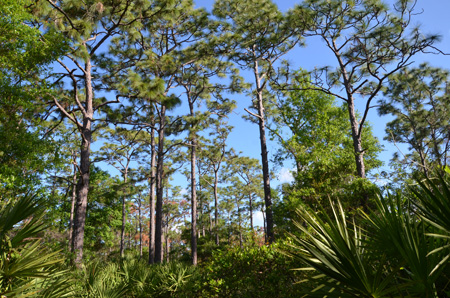 Slash pine canopy