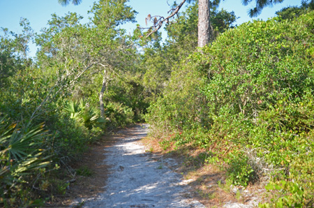 Trail with oaks and pine