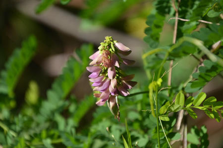 Rosary pea, non-native/invasive