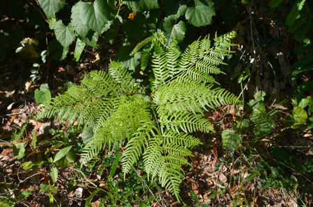 Bracken fern