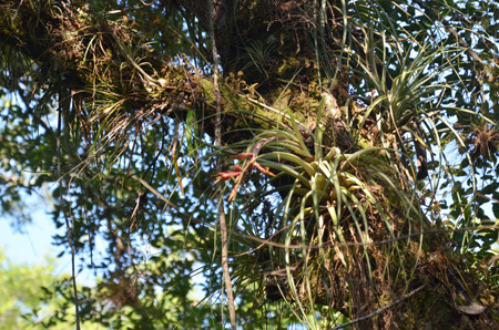 Tillandsia, aka wild pine