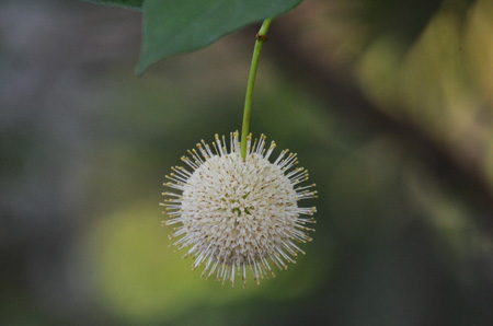 Common buttonbush