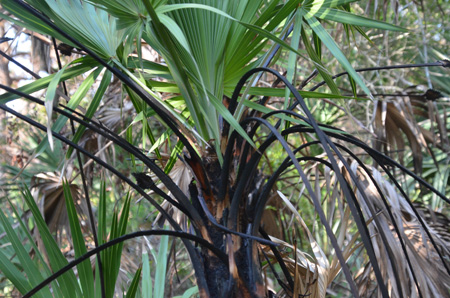 Palmetto with fire damage