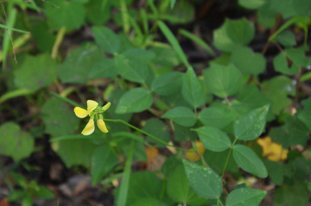 Hairypod cowpea vine