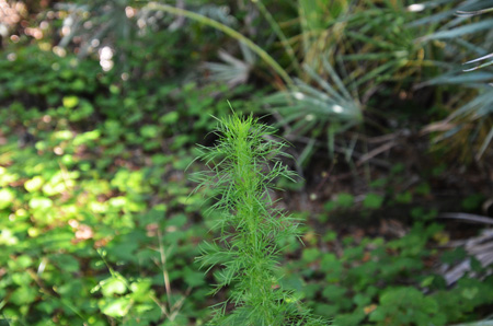 Dogfennel