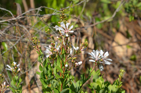 Tarflower