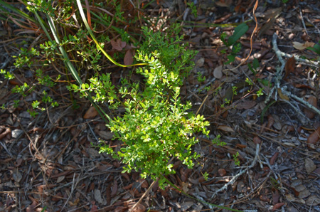 Darrow's blueberry