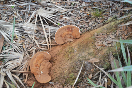 Turkey tail mushroom with spores dust