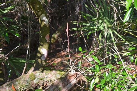 Tillandsia flower spike