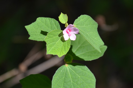 Caesar weed, non-native/invasive