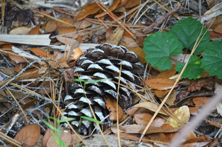 Pine cone with muscadine grape vine