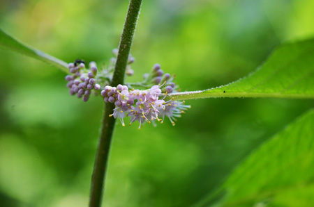 American beautyberry with blossoms