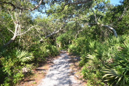 Trail with oaks and palmettos