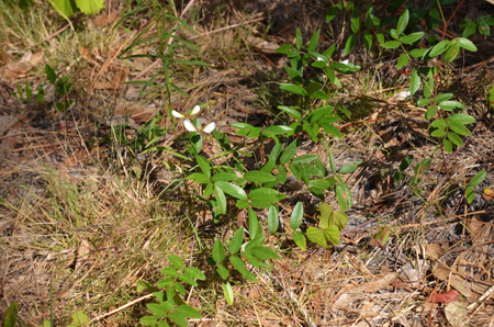 Elliott's milkpea vine