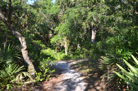Trail with oaks and palmetto