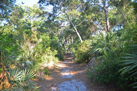 Trail with oaks and palmetto