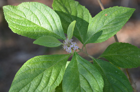 American beautyberry