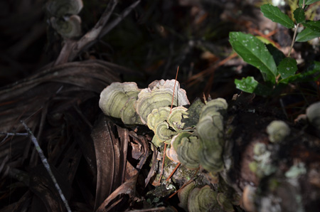 Turkey tail mushroom