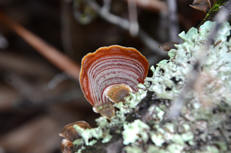 Turkey tail mushroom and lichen