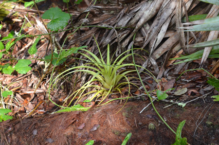 Tillandsia and muscadine grape vine