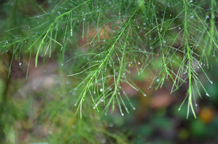 Dew on dogfennel