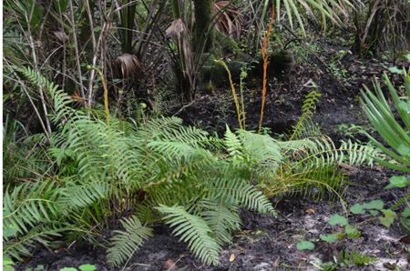 Cinnamon fern with fertile frond